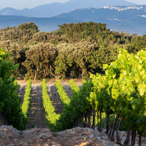 Vins de la Vallée du Rhône