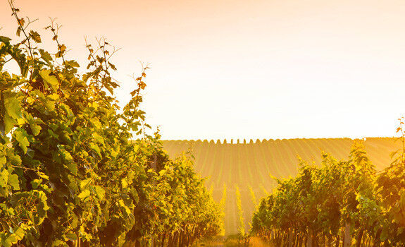 Autres Vins - resp
                