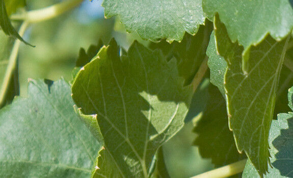 Cave des vignerons - resp
                