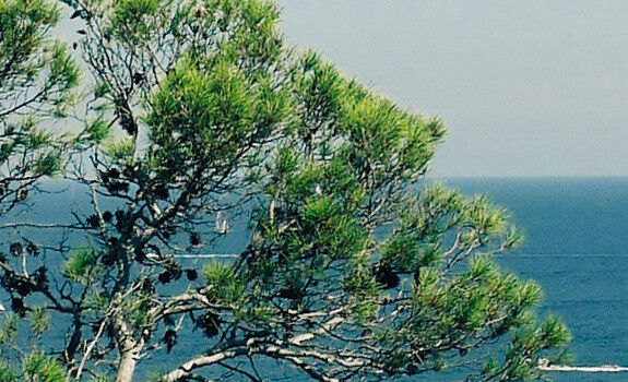 Provence - resp
                