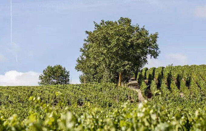 Barons de Rothschild