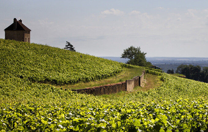 Domaine Denis Mortet