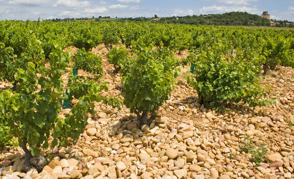 Vallée du Rhône - resp
                